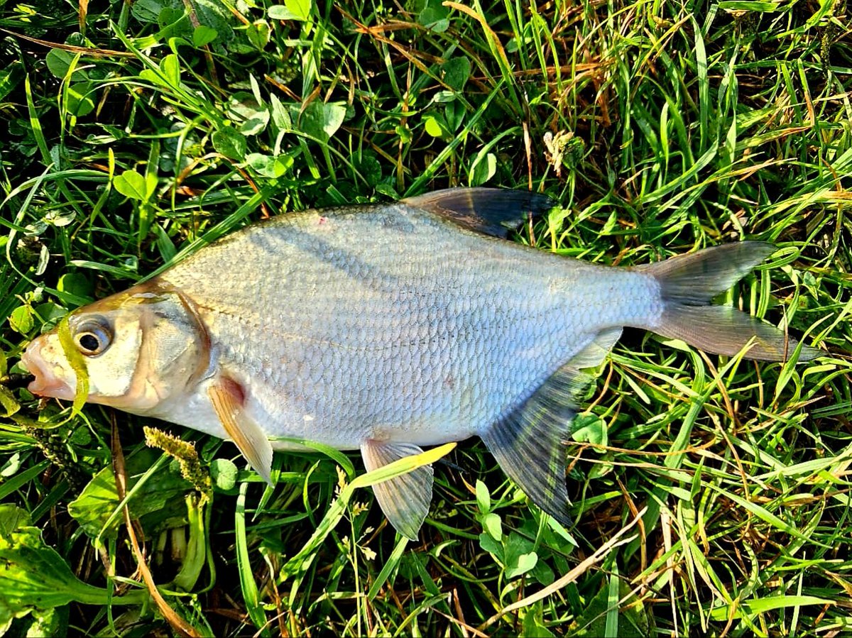 May_IndyMaya's tweet image. ปลาตัวนี้ท่านได้แต่ใดมา 😅😃😋🥢 #Cooking #Dinner #CookingDinner #Food #ThaiFood #Fish #LooksDelicious #TastyFood #Delicacy #Home