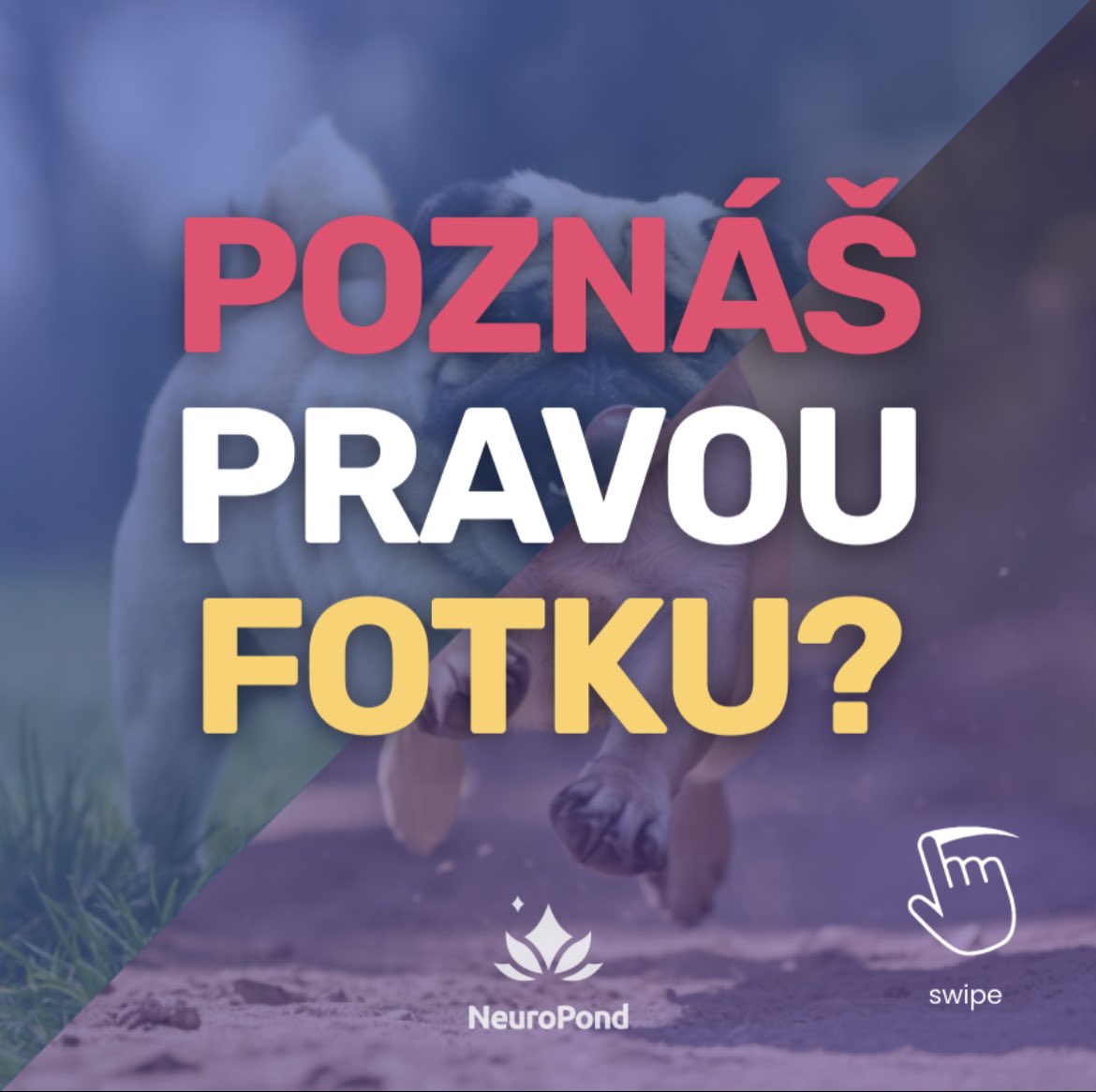 neuropond's tweet photo. 🔍👁 devatenácté pokračování hry jménem Poznáš pravou fotku?. 

Tentokrár zde máme dva obrázky mopsíka, ale pouze jeden je skutečný, druhý byl vytvořen umělou inteligencí. 

Dokážeš poznat, který je pravý? Komentuj svou odpověď a sdílej s přáteli https://t.co/3DqhhI4vHl