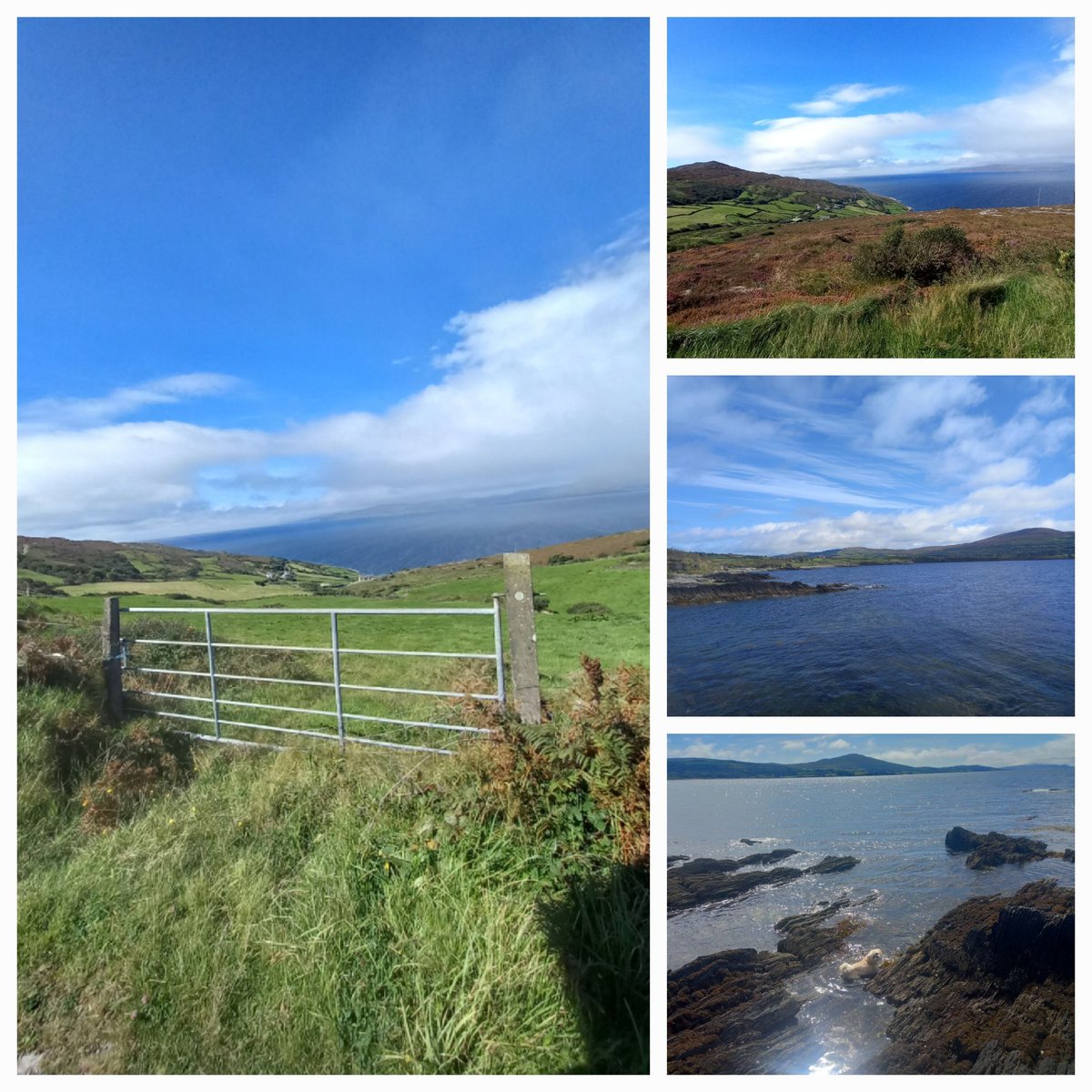 MargaretOC6's tweet photo. Views, views, and more views...
#SheepsHeadPeninsula #WestCork
#Cork #WildAtlanticWay #Ireland
#Aug27th #StormHour #ThePhotoHour https://t.co/RFmOsY9fvR