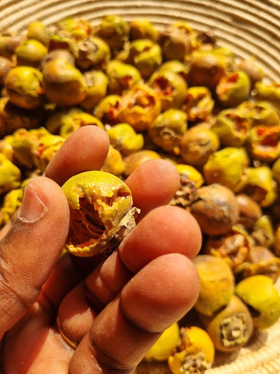 Ndinandali's tweet photo. Eenyandi is another traditional dry fruit that is perfect for Sunday snacking. This nutrient-rich fruit is packed with vitamins and minerals, including Vitamin A, Vitamin C, and Vitamin E, as well as calcium, potassium, and magnesium. https://t.co/tXrCRk4PHV