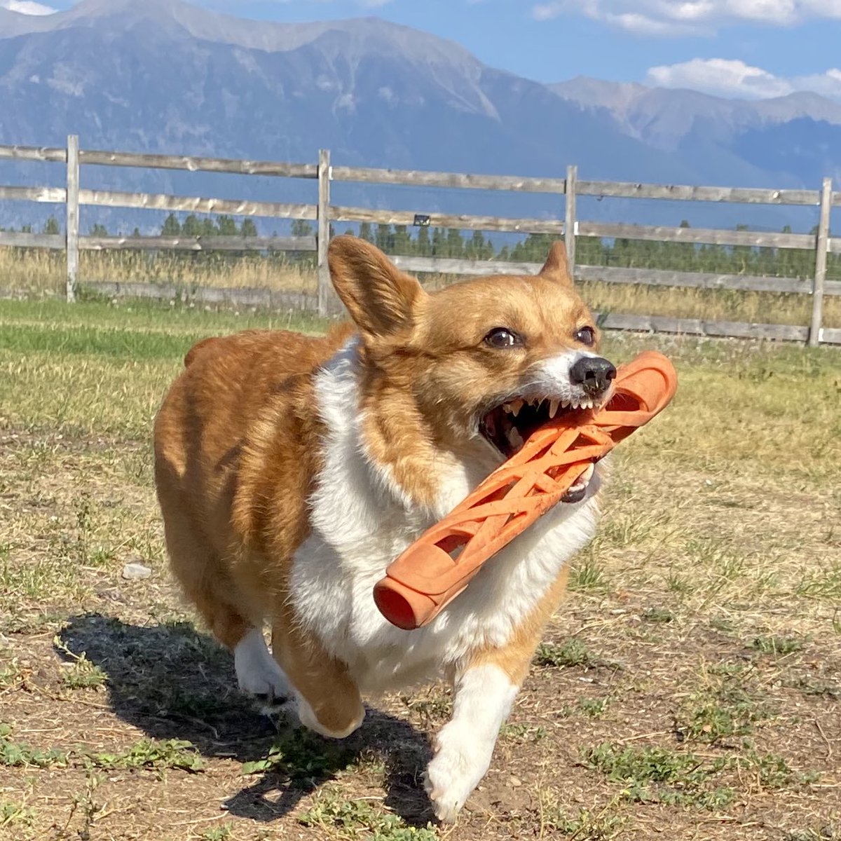 Oliver_TheCorgi's tweet photo. #Happynationaldogday ❤️
•
Forgot to post this on yesterday 😅
•
Have a wonderful #weekend everyone and stay safe ❤️
•
#corgi #majesticdog #corgilove #corgipuppy #seniordog #tricolorcorgi #corgicommunity #corgination #canadiandogs #PembrokeWelshCorgi #corgicrew https://t.co/1cP27Y90YR