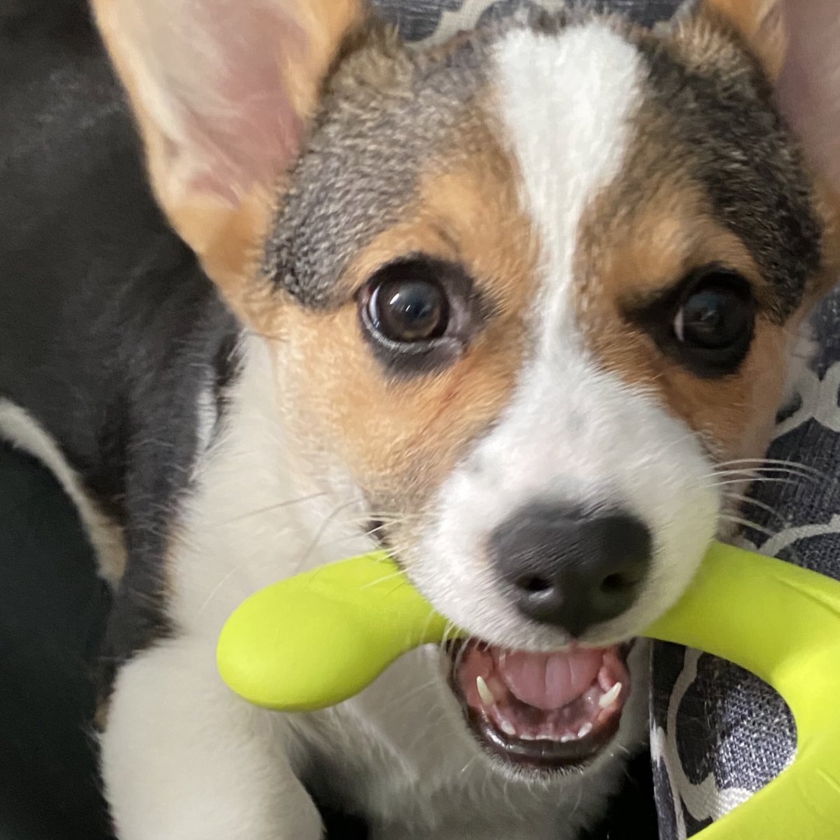 Oliver_TheCorgi's tweet photo. #Happynationaldogday ❤️
•
Forgot to post this on yesterday 😅
•
Have a wonderful #weekend everyone and stay safe ❤️
•
#corgi #majesticdog #corgilove #corgipuppy #seniordog #tricolorcorgi #corgicommunity #corgination #canadiandogs #PembrokeWelshCorgi #corgicrew https://t.co/1cP27Y90YR
