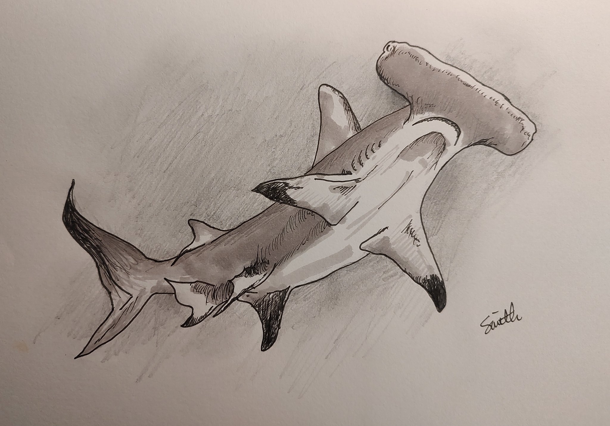 Hammerhead Shark Drawing In Pencil Hammerhead Shark" (Original Art By