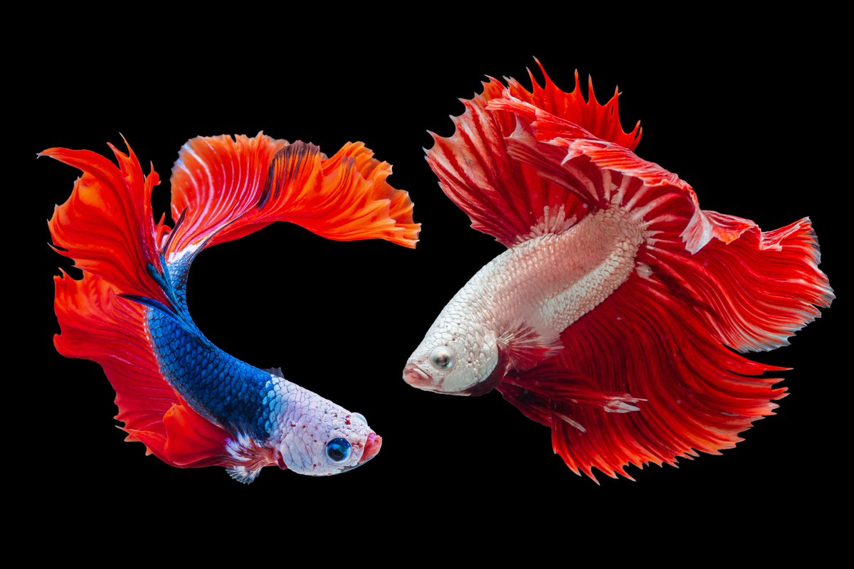 The art of 'Surrender' could be likened to a fish finding the current and going with the flow. #surrender #grattitude