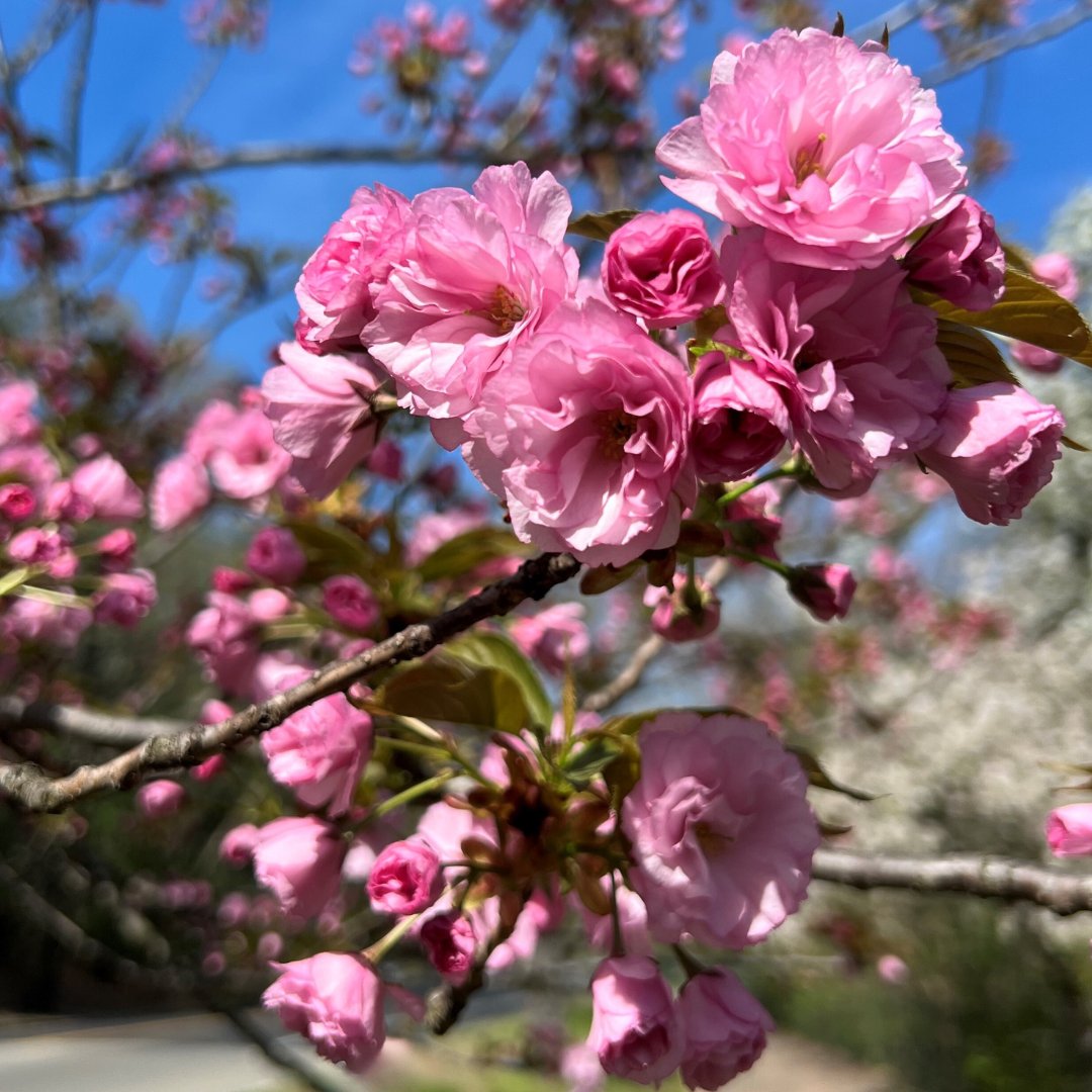 Specialeyesqc's tweet image. Taking a break from the hustle and bustle to appreciate the simple joys around us. 🌹✨ It&apos;s a reminder that life&apos;s beauty lies in the details we often overlook. 🌿🌼 #FindJoyInSimpleThings #SpecialEyes