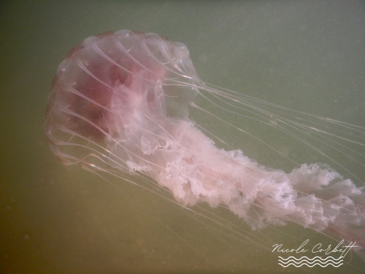 poppywatersa's tweet image. It’s been the summer of the sting along Nantucket Sound. Lots of Atlantic Bay Nettle this year @ericfisher