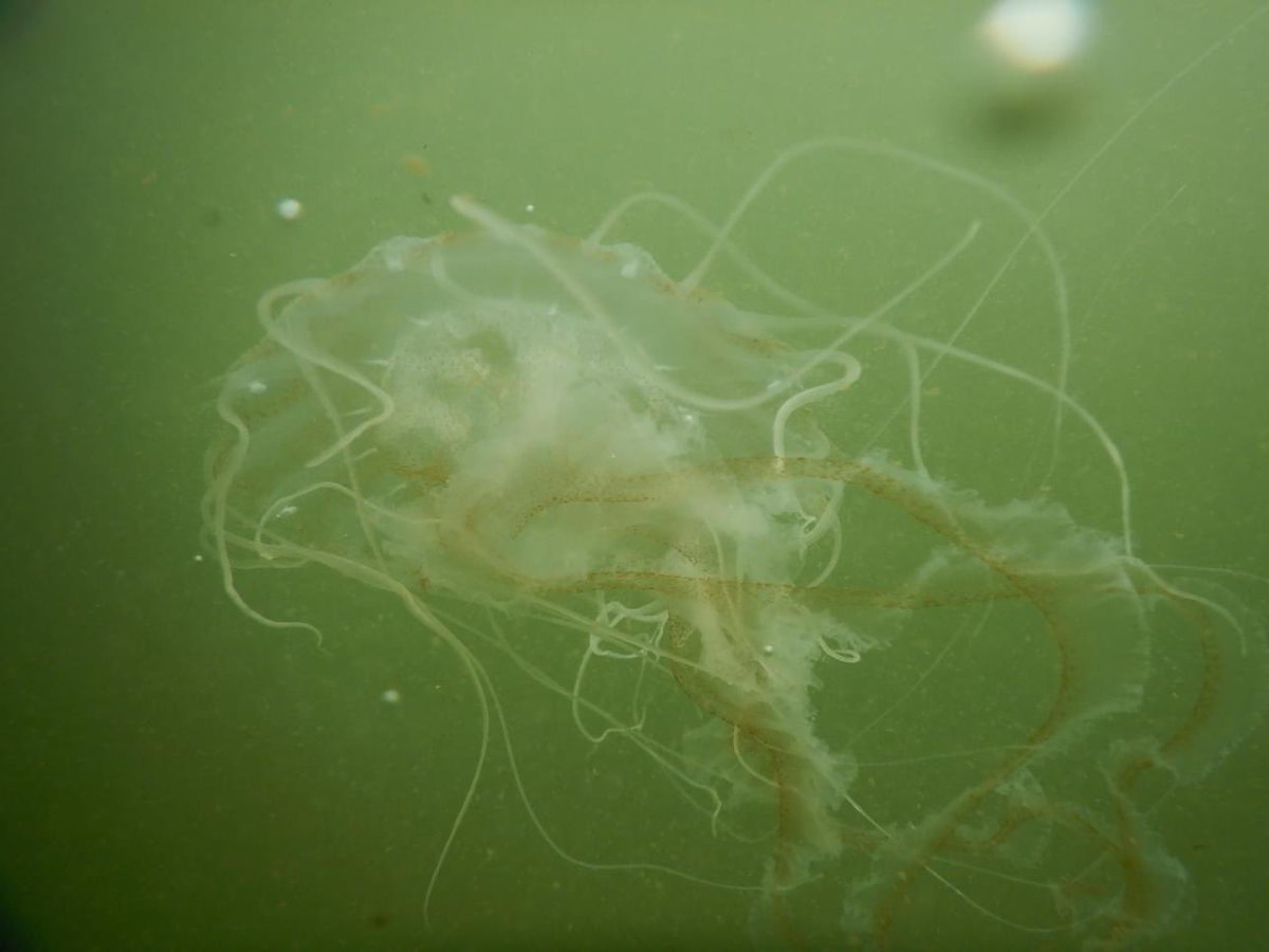 poppywatersa's tweet image. It’s been the summer of the sting along Nantucket Sound. Lots of Atlantic Bay Nettle this year @ericfisher