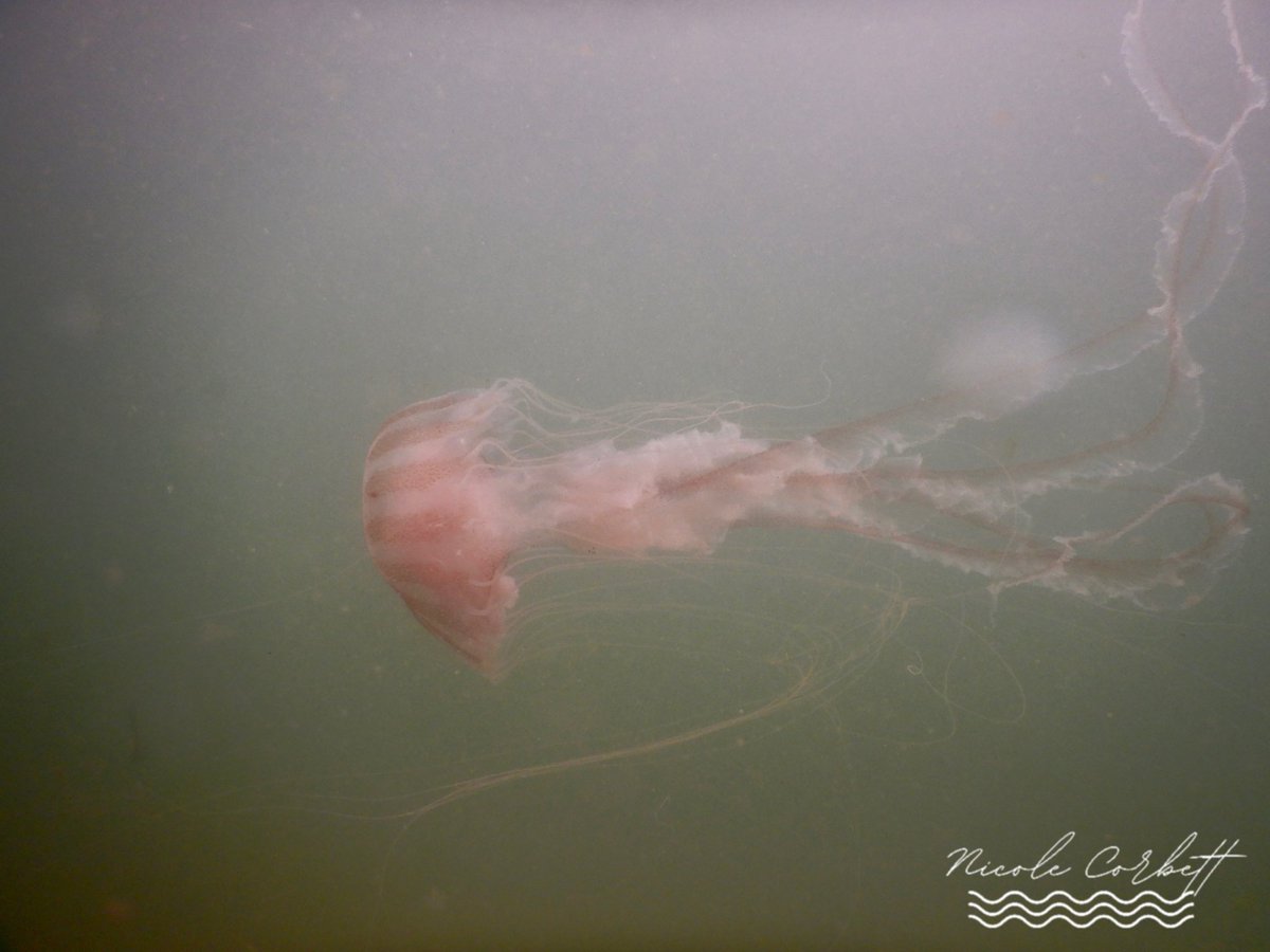 poppywatersa's tweet image. It’s been the summer of the sting along Nantucket Sound. Lots of Atlantic Bay Nettle this year @ericfisher