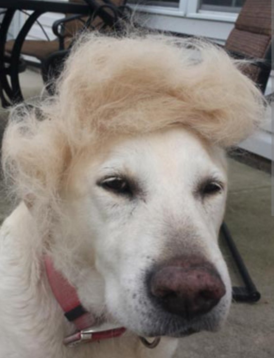 PeppeMNL's tweet photo. @EverythingOOC Wigs for dogs https://t.co/VZduftCAxY