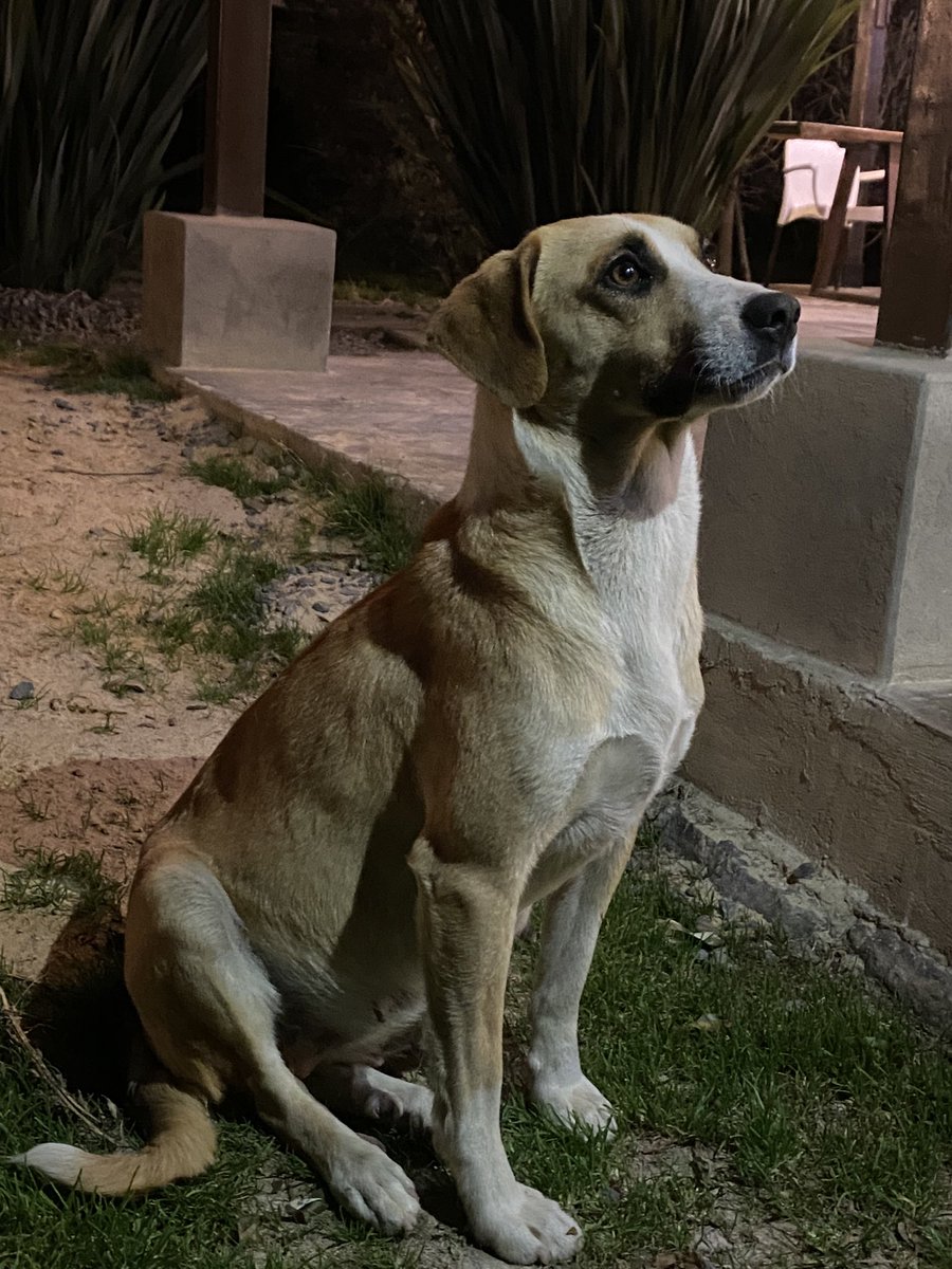 Dejando de lado el chisme de los cucos, podrían ayudarme compartiendo la publicación, se busca hogar de paso o un adoptante lo más pronto posible, está embarazada 🥺