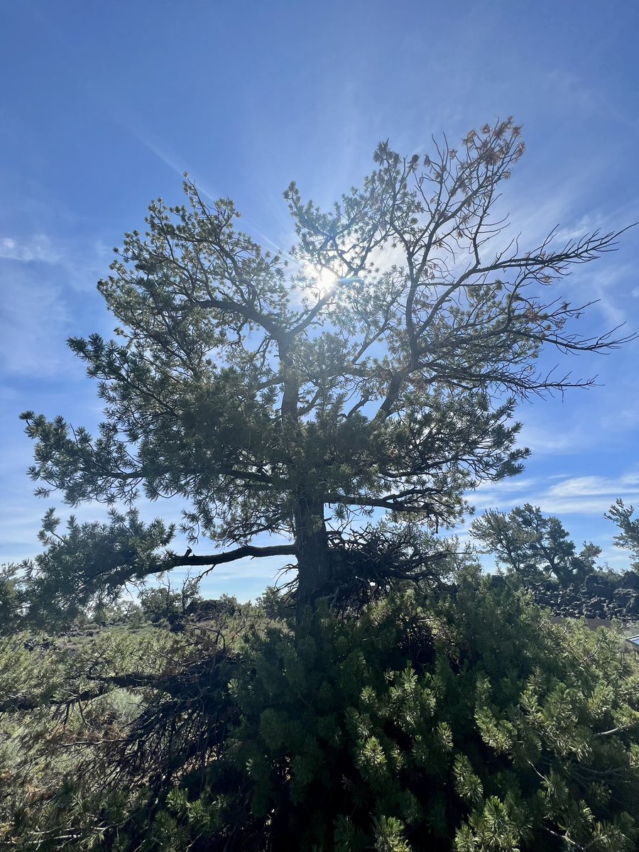 Limber pine trees, whose seeds were tucked away and forgotten by nutcrackers, who live in both terrible hot and cold, and often become animated by lethal mistletoe and haunt the landscape with their wire-y snags, are my tragic heroes. nps.gov/crmo/learn/nat… #cratersofthemoon