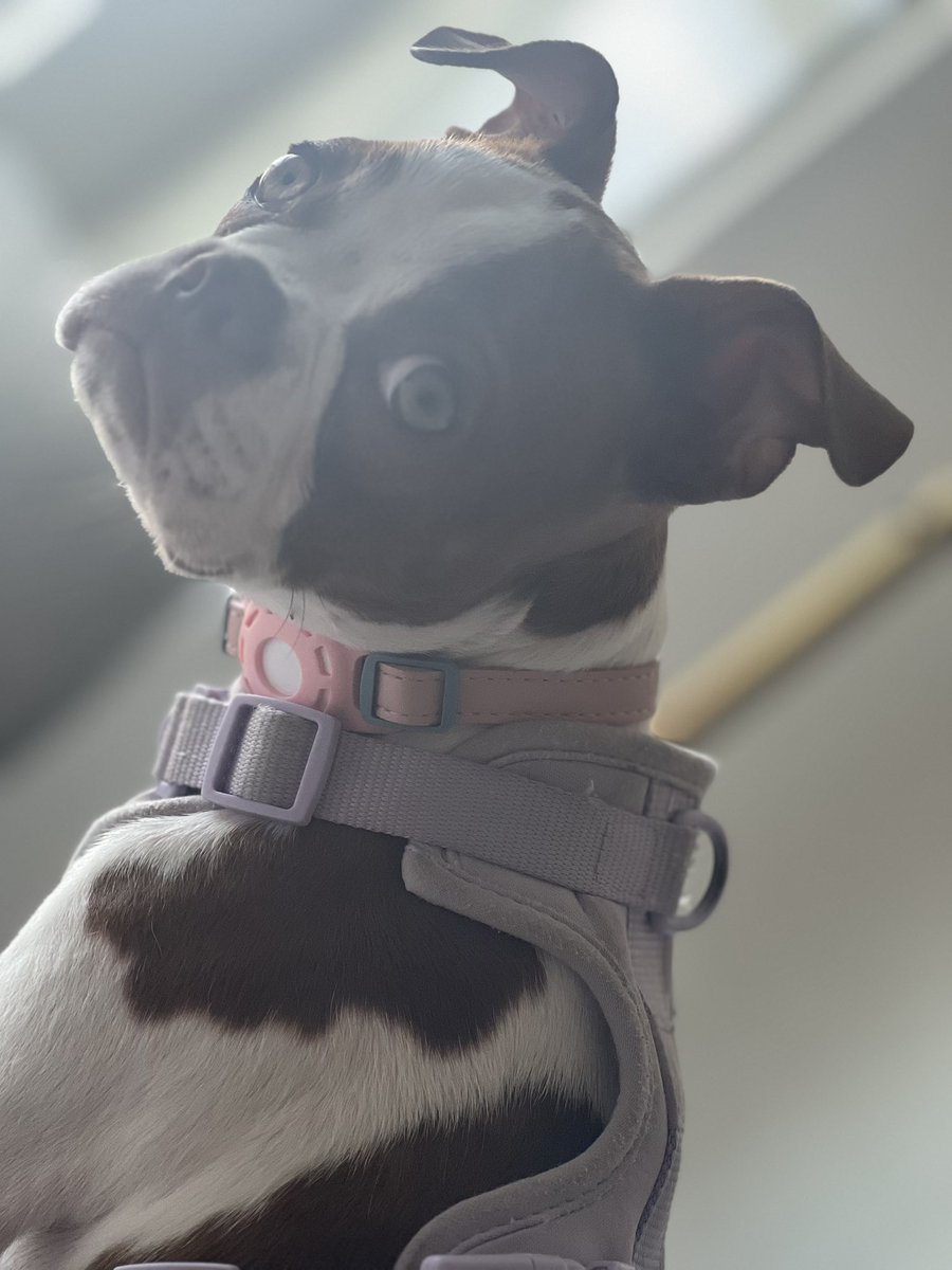 Sonia Minhas tweet media