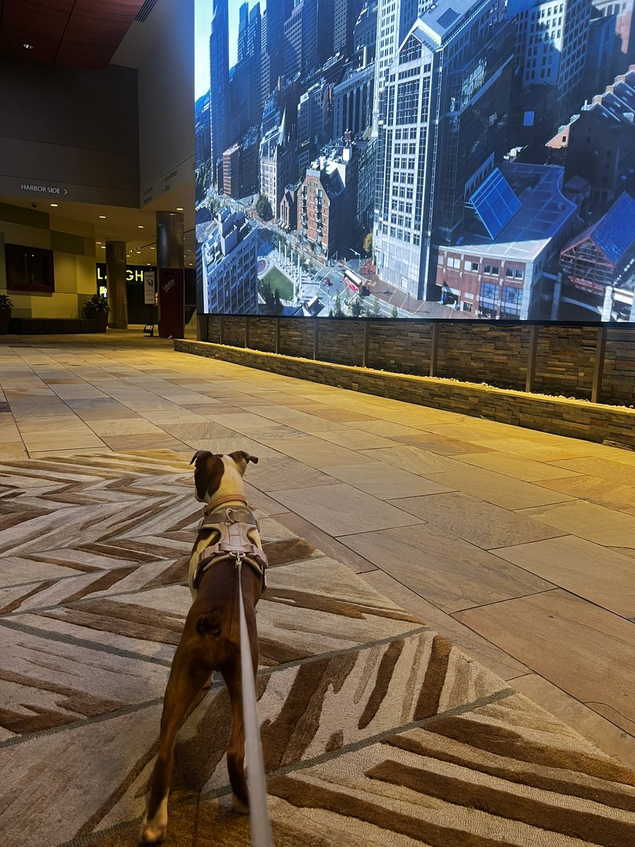 Sonia Minhas tweet media