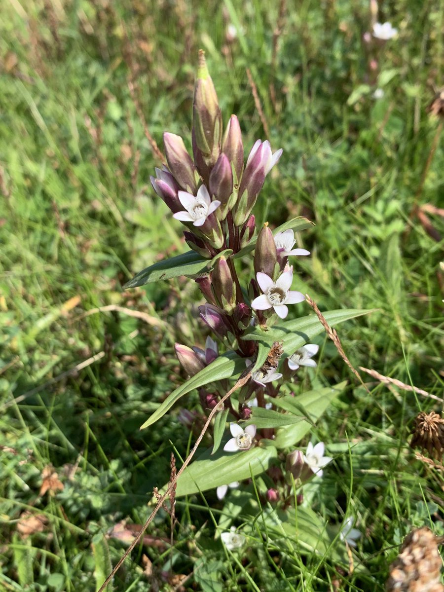 #gentianfamily   The beautiful Autumn Gentian found on the Northumberland coast 😊 #wildflowerhour