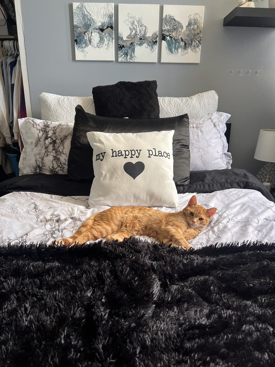 Man thinks he owns the place 😩😼 #orangecatbehaviour