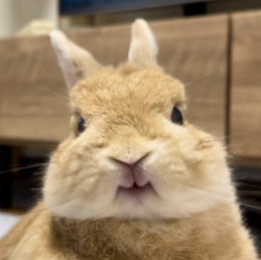 bunkoo pics !! 🐰💜 tweet media
