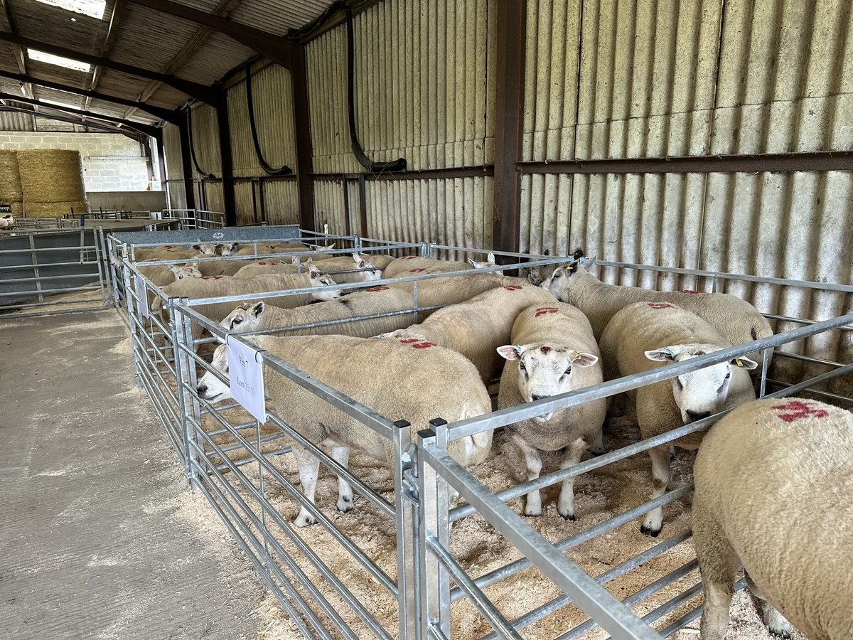 What a great day we had for our first on farm ram sale yesterday!

Absolutely delighted with the trade and the turnout and a huge thank you to all the buyers and bidders. 

100% clearance.

Suffolks topped at £3,500

Durnos topped at £1,200

26 Suffolks £1,032
25 Durnos £933
