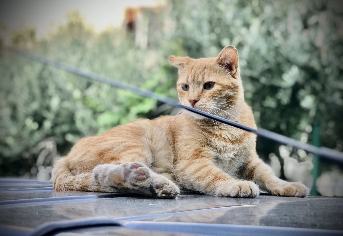 KRsankai's tweet photo. 🐈 🐱 https://t.co/WSsfCoTvgM