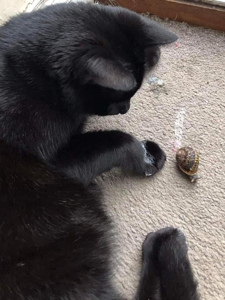 ViejoSabioso's tweet photo. El caracol: Ni modo que no se quite
El gato: ni modo que me pase encima https://t.co/zN8v1vbUxH