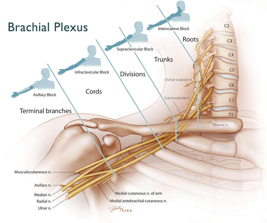 Omid_HopeUni's tweet image. Beautiful illustration of individual brachial plexus blocks and related cutaneous distribution👇🏼 

Illustration: Jennifer Gentry
#nerve #sensory #brachialplexus rapm.bmj.com/content/34/2/1…