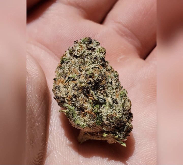 Mondays aren't always that bad 😉
Debating on whether or not too smoke this Nug of Modified Grapes

■
#florida #floridacannabiscommunity #floridadispensary #floridadispensaries #floridamedicalmarijuana #medicalmarijuana #floridacannafam #eastcoast #muvfl #müvdispensary #flowers