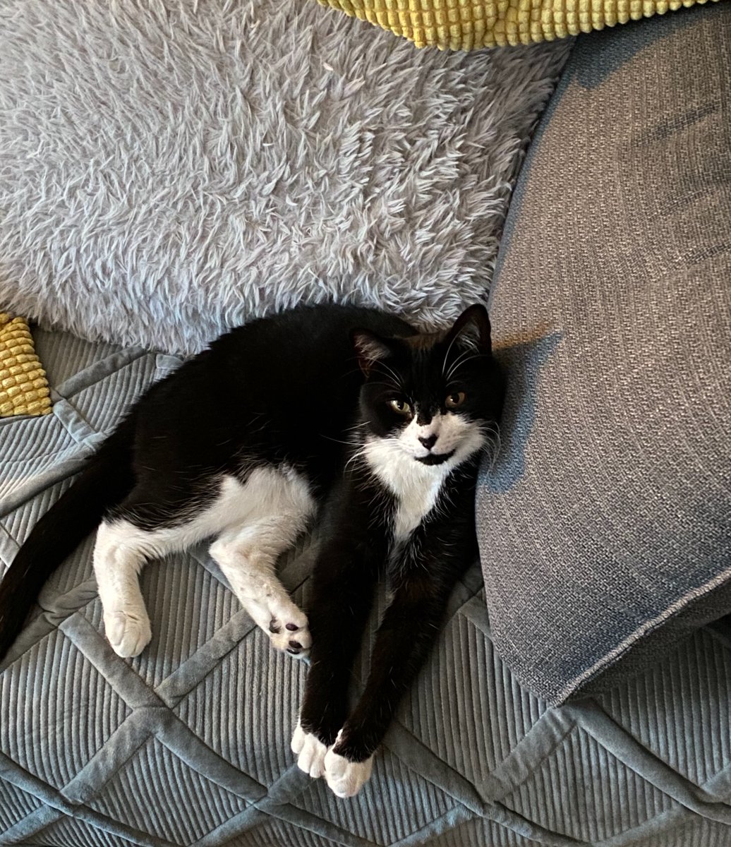DapperDuffyPuss's tweet photo. Waiting for my Dad to come home from work FOREVER!!

That means I have to give his seat up! https://t.co/1dzO3jKagp