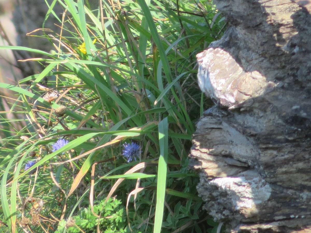 AlasdairGordon1's tweet photo. .@wildflower_hour @BSBIbotany @beauty_cornwall Sheeps bit hanging on to the cliff, high above Pengirt cove this week. #sheepsbit #Wildflowerhour #wildflowers #Polzeath #Cornwall https://t.co/XprAjNFG8S