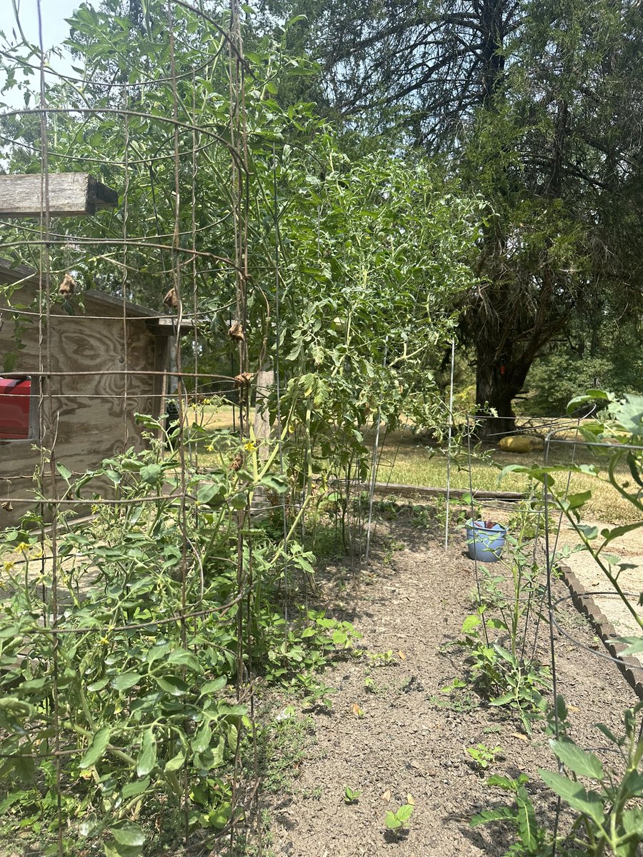 I can grow them 7 feet tall, just have trouble getting the to produce tomatoes. #tomatoes #hot #southmississippi