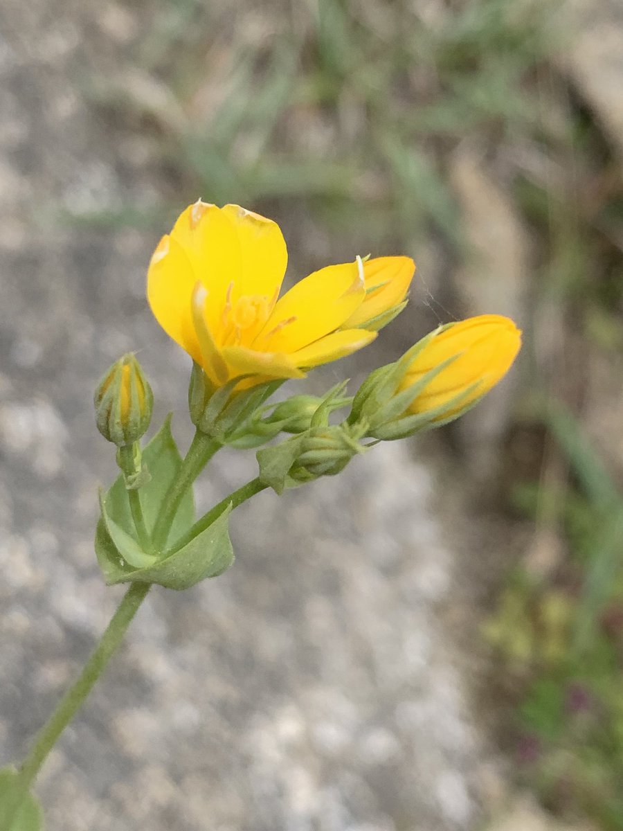 Yellow-wort #gentianfamily #wildflowerhour County Durham