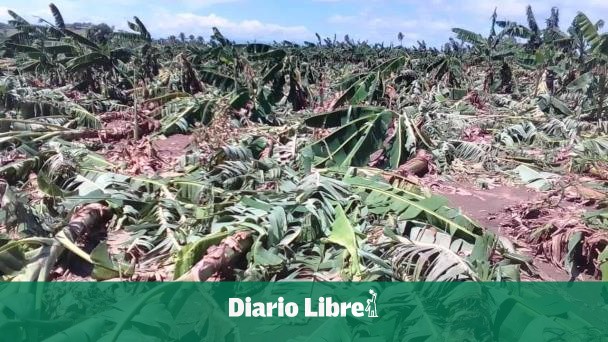 DiarioLibre's tweet photo. 💰 |#EconomíaDL| Tormenta Franklin "hizo más daño después que se fue" de la RD, según ministro de Agricultura
🔗https://t.co/MMSHhTISId
#DiarioLibre #TormentaFranklin #Agricultura #LimbertCruz https://t.co/dB7T0RvCWI