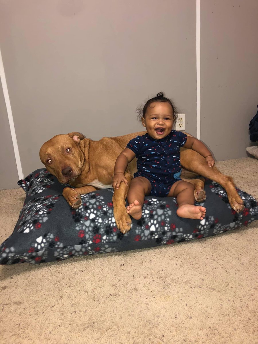 Furbaby Bean Beds LLC tweet media