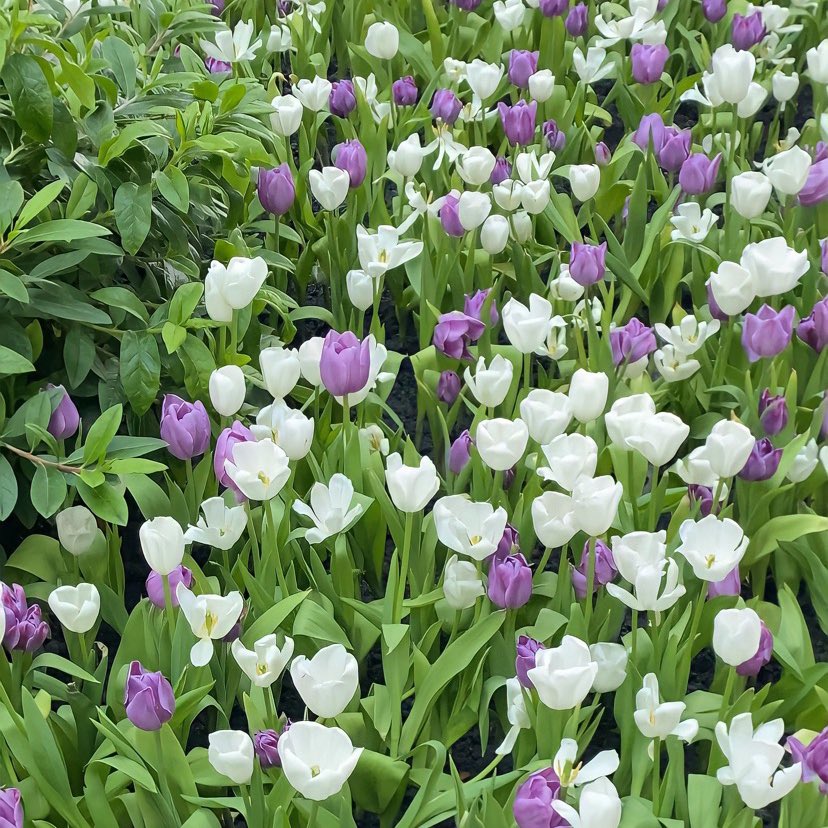 melxntmo's tweet photo. 🌷🌥️ https://t.co/ny17rsD24n