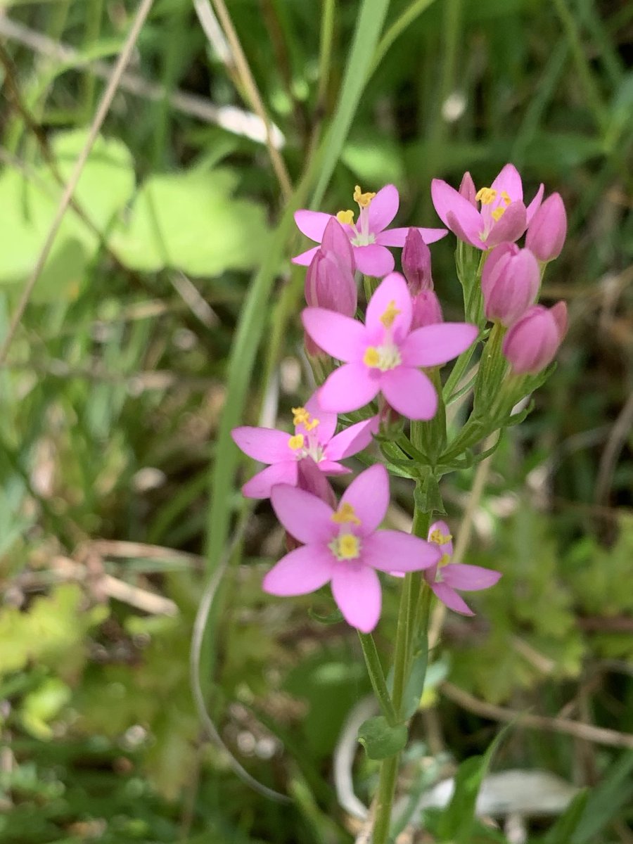 Common Centaury #😍gentianfamily #wildlfowerhour Northumberland coast