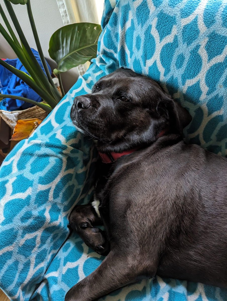 JRsPupsNStuff's tweet photo. Mack. The sweetest dog alive. He's loving this cooler weather so he can go on longer walks and enjoy sitting outside in the backyard. Mack is on the hunt for his forever home. He's 9. He's handsome. He wants to be your only pet. He's very chill.
https://t.co/MQf03TeUY6. 512395-DS https://t.co/sd4LmCnpGS