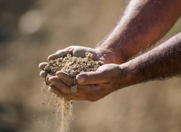 RaventosiBlanc's tweet image. [SOILS🐚] 

We take care of our soils with maximum respect because they nourish our #vinesUnique soils of clay on bedrock, and limestone with a large quantity of #marinefossils from one of the valleys with more #viticultural history of the world, #ConcadelRiuAnoia.