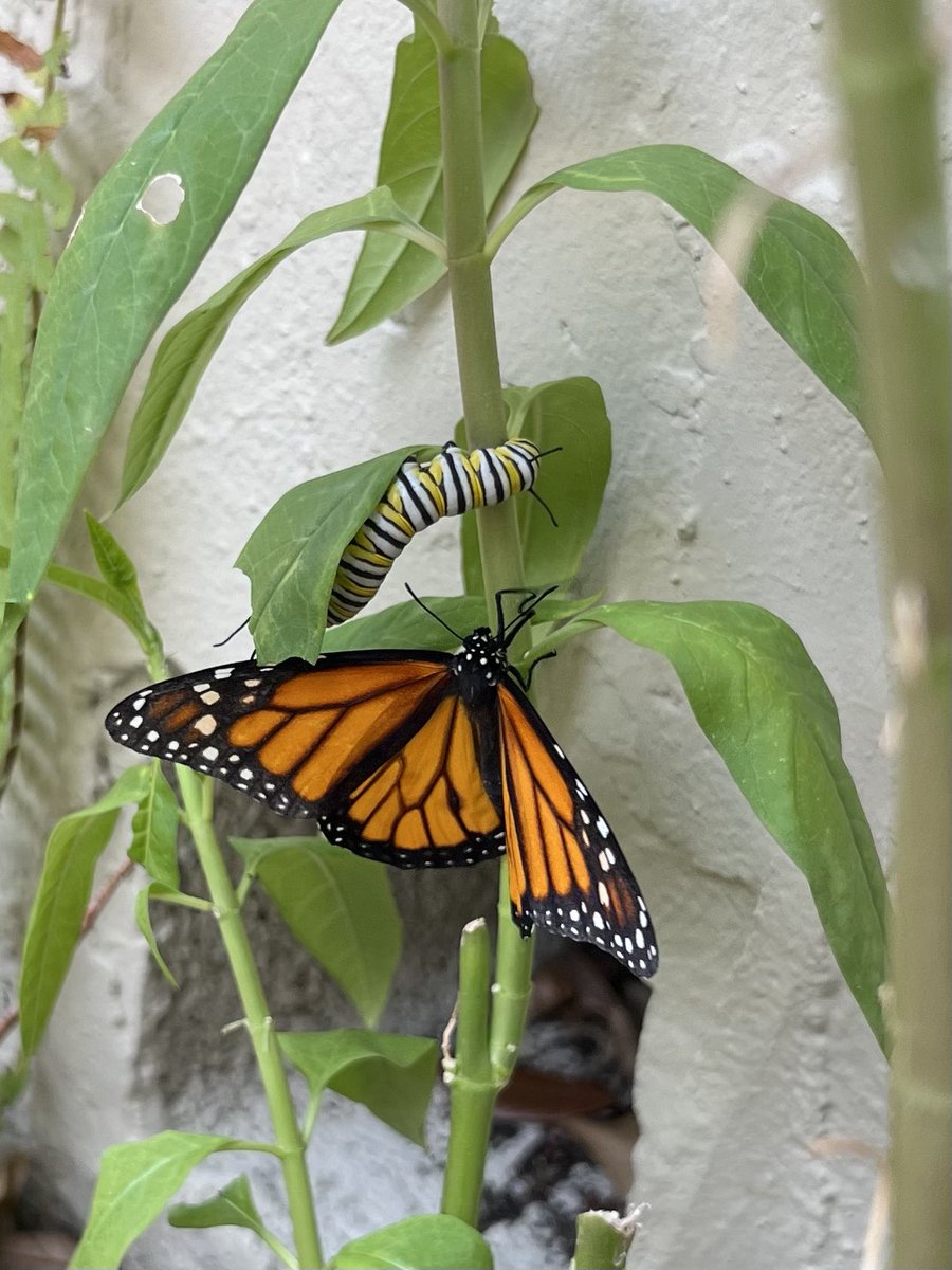 ritestff's tweet photo. #MonarchsB’Day #DryingWings #Before&amp;After
#Boys&amp;Girls https://t.co/RKHV6hCgXN