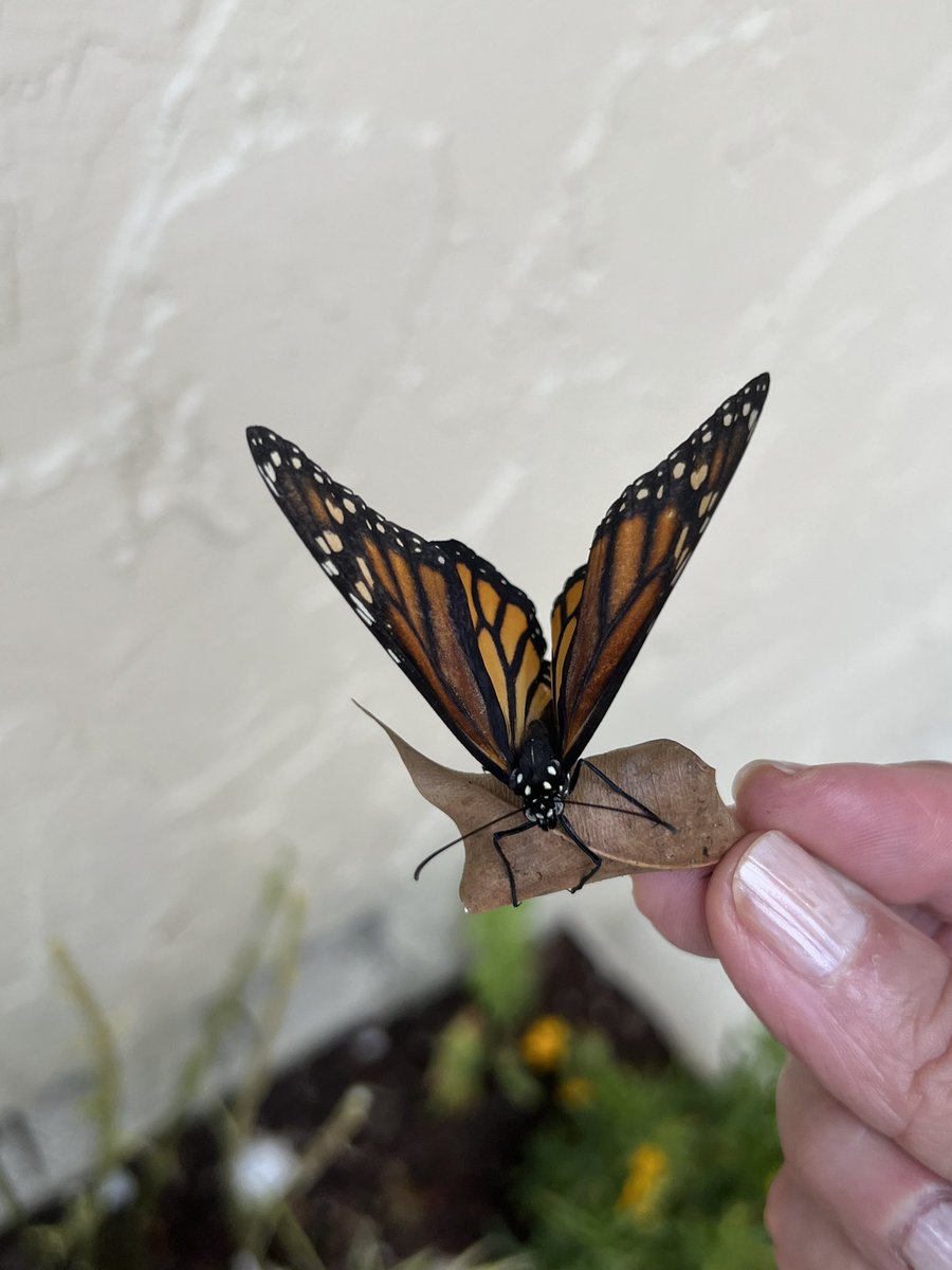 ritestff's tweet photo. #MonarchsB’Day #DryingWings #Before&amp;After
#Boys&amp;Girls https://t.co/RKHV6hCgXN
