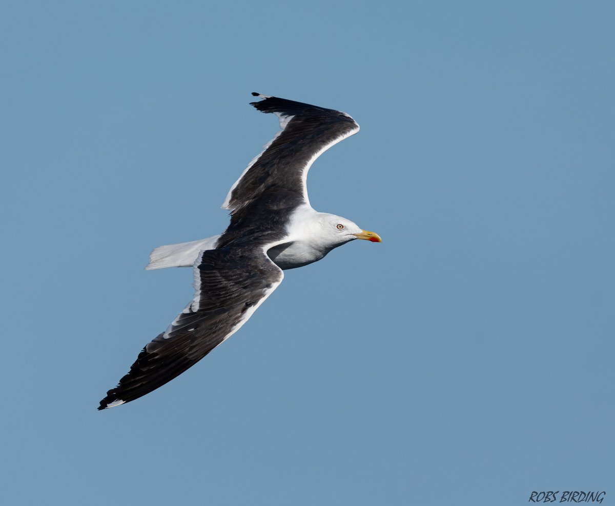 Lesser black-backed gull (Larus fuscus) Europa point Gibraltar #Gibraltar #BirdsSeenIn2023 @gonhsgib @BirdingRasta @GibraltarBirds @_BTO @Natures_Voice #TwitterNatureCommunity @Britnatureguide @GibReserve @GibMarine @NautilusGib