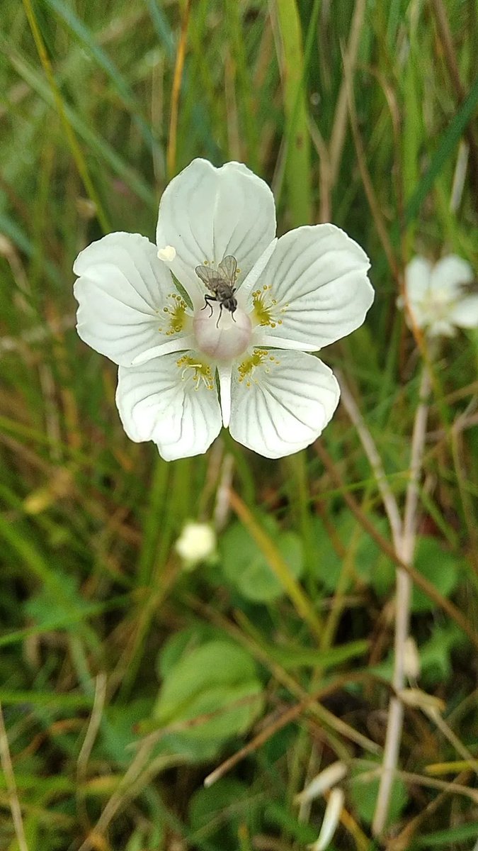 Grass-of-Parnassus on the way up to Benbulben. #wildflowerhour