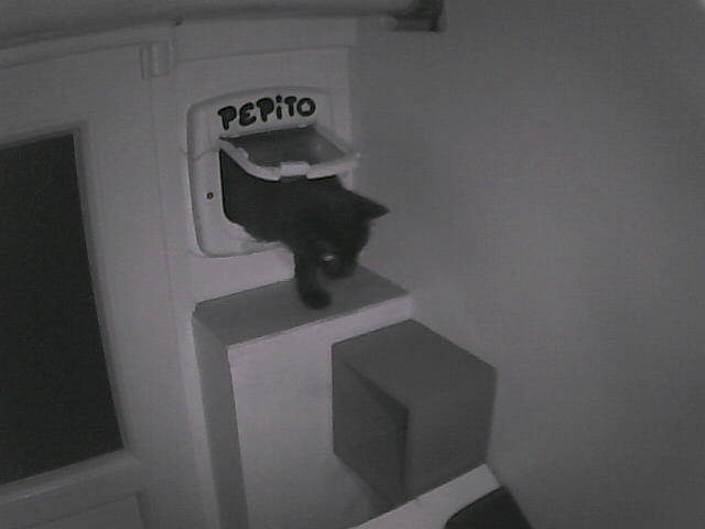Pépito is back home (21:28:30)