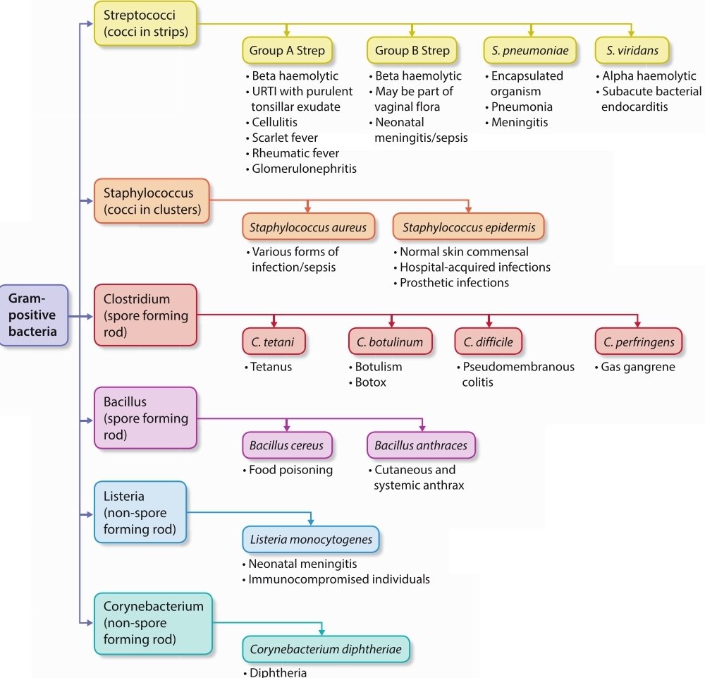 majedalhoriby's tweet image. different types of Gram-positive bacteria🥰👇