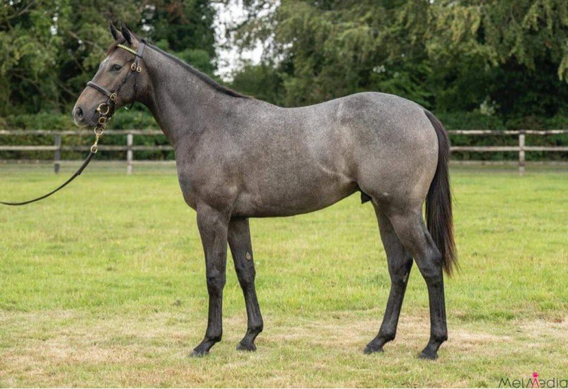 Cal_Helliwell's tweet photo. This cracking son of Fastnet Rock will be available at the @GoffsUK Premier Yearling Sale on Tuesday!

Lot 175 and available to view in Barn G Box 358 

He’ll be a part of the @NatStudStallion  consignment 

#Yearling #Doncaster #PremierSale #FutureWinner https://t.co/wFXHHzXKVG