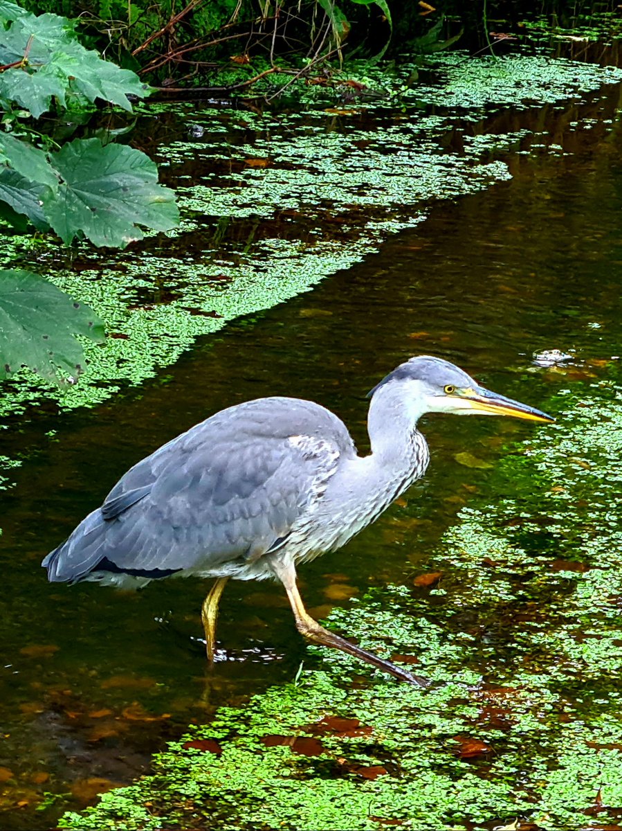 A juvenile heron taking advantage of Glasgow's industrial past by fishing in the lade for the now-ruined North Woodside Flint Mill on the River Kelvin.

#glasgow #riverkelvin #industrialhistory #birds #urbanwildlife #heron #glasgowhistory #glasgowwildlife #naturephotography