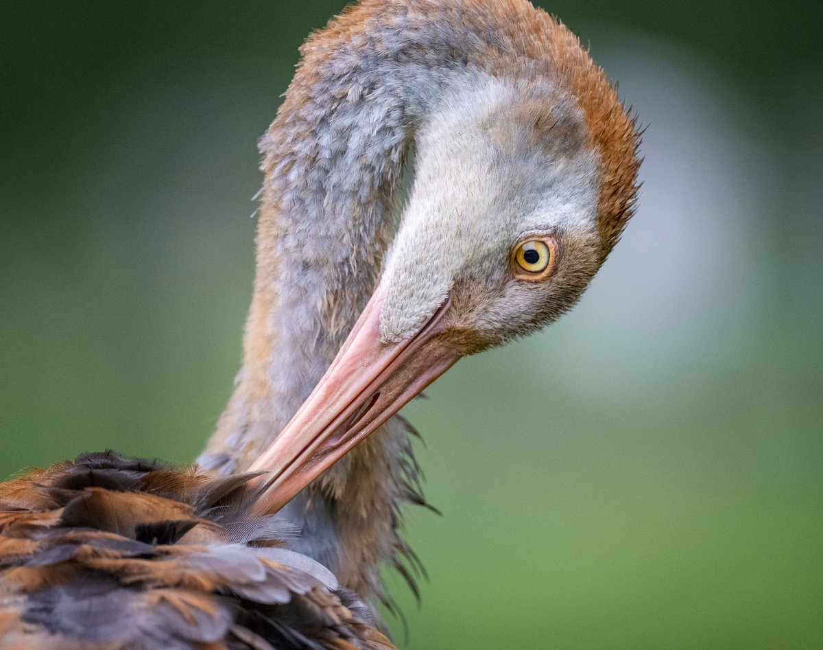 A young Sandhill Crane in the midst of a preening session.