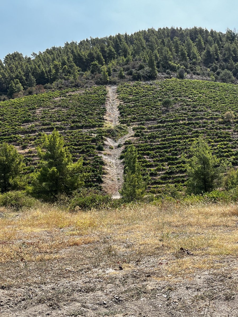 Luisa Welch (@luisawelch) on Twitter photo A Northern Greece adventure discovering the #sithoniamelitonslopes & the excellent wines from #macedonia. Great project from the EU & Greece <a href="/European/">Europe Bookmark</a>.Union <a href="/DrinkGreekWine/">Wines of Greece</a> <a href="/MyUltraLife/">Christos D. Katsanos - Chevalier de l'Imaginaire</a> <a href="/porti/">Yujeong</a> A Northern Greece adventure discovering the #sithoniamelitonslopes & the excellent wines from #macedonia. Great project from the EU & Greece <a href="/European/">Europe Bookmark</a>.Union <a href="/DrinkGreekWine/">Wines of Greece</a> <a href="/MyUltraLife/">Christos D. Katsanos - Chevalier de l'Imaginaire</a> <a href="/porti/">Yujeong</a>