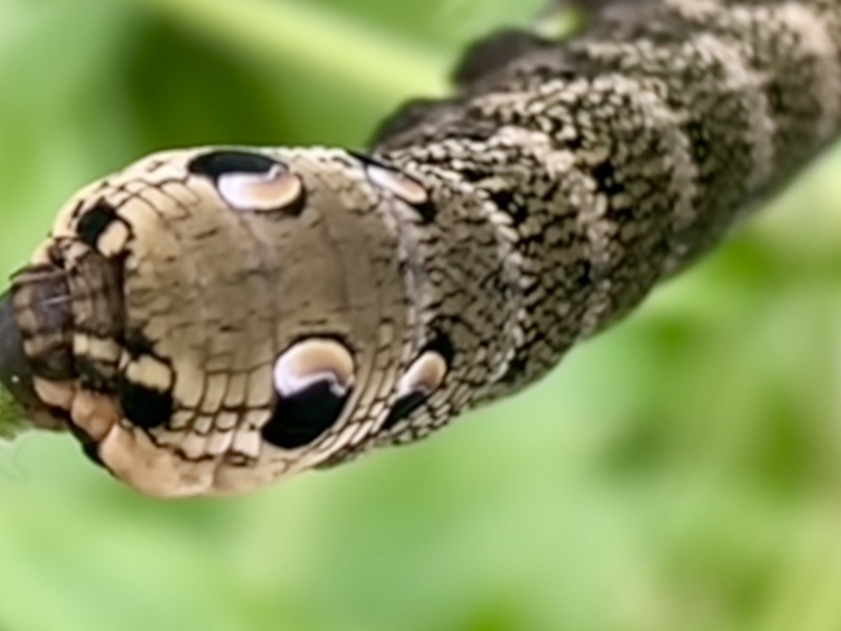 mousebybrambles's tweet photo. Elephant hawk moth caterpillar feeding on the the rosebay willowherb in our garden #nature #garden @Natures_Voice @WildSheffield #amazing #garden #elephanthawkmoth #catterpillar #hawkmoth  @savebutterflies https://t.co/ZCqXJrSwVH