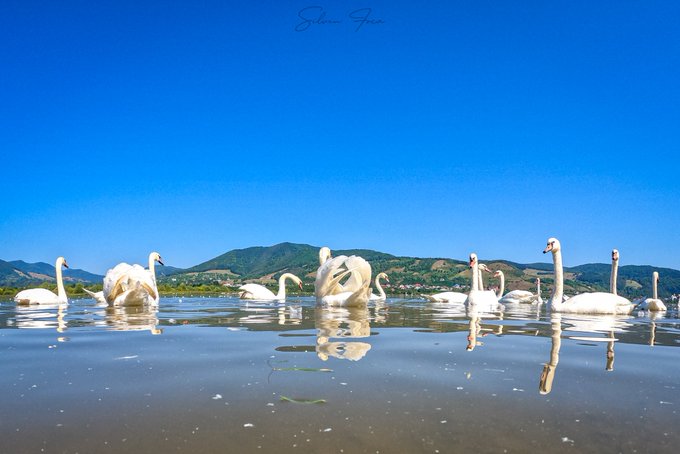 swans on a lake