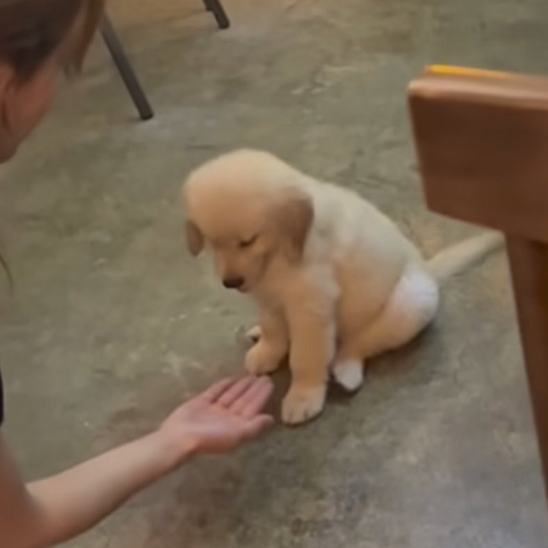 takemybear 🐶 tweet media