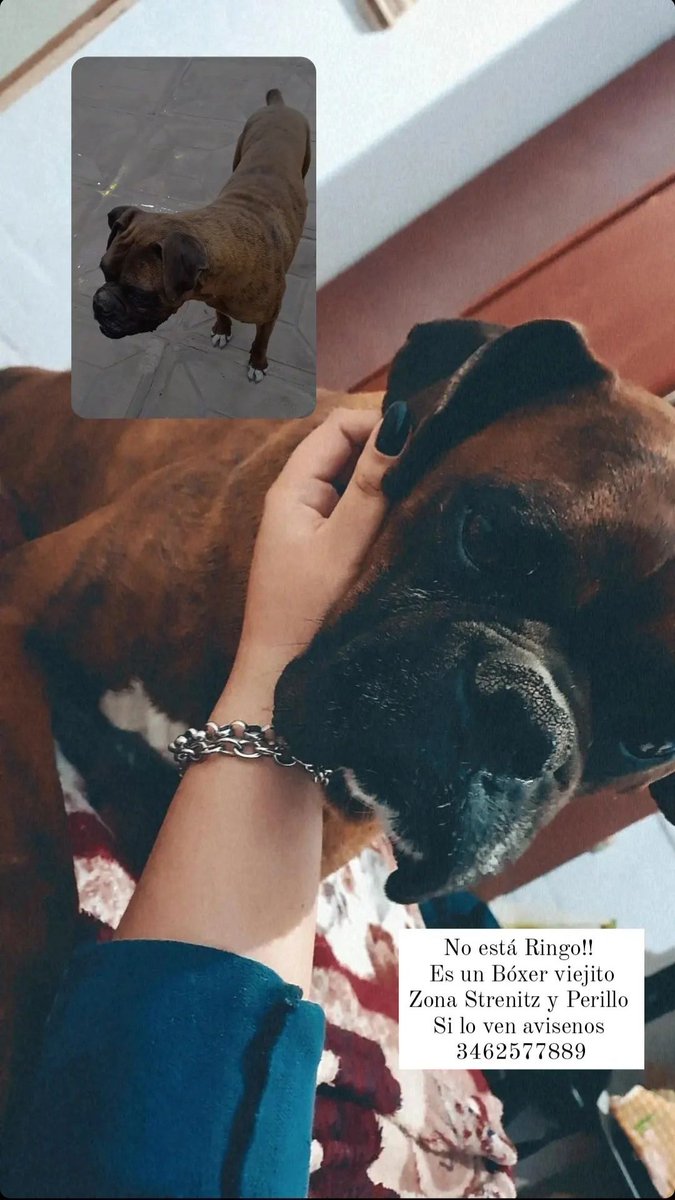 lorenabenitez_'s tweet photo. No está Ringo! Si alguien lo ve por favor que nos avise
Es un bóxer viejito, en zona strenitz y perillo🙏🏻 https://t.co/59VEe7ueoL