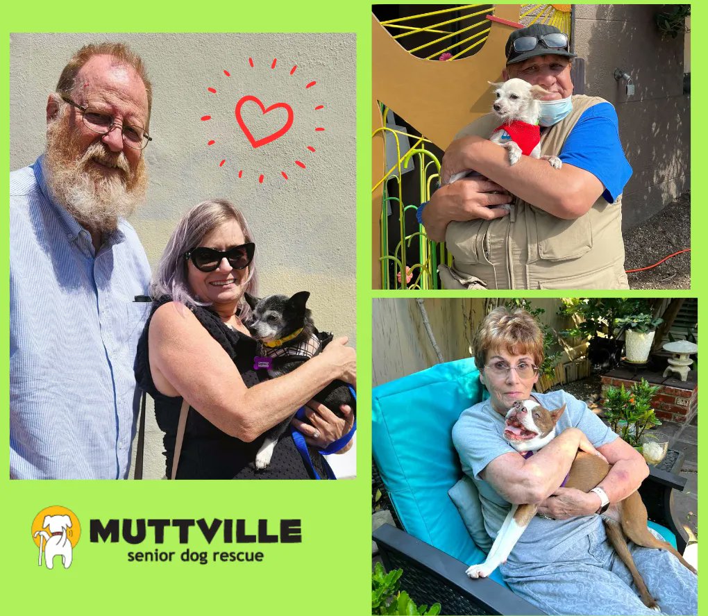 Wow, so far 29 senior dogs adopted this week!! Here's just a few that found new loving forever homes, thank you, kind people! Giggleswick, Lemonhead, Starburst...more fab family photos to come! 🎉 Thank you for helping to #ClearTheShelters! We're open today, 11-4!